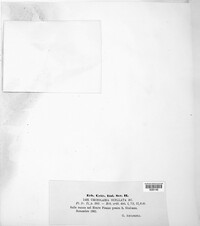 Xalocoa ocellata image